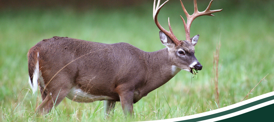 Animal Feed Store - Guntersville, AL | Guntersville Feed Store