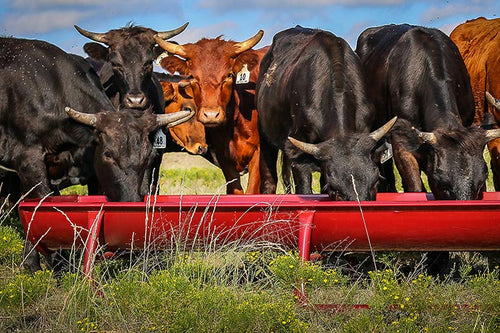 Priefert Bunk Feeder With Powder Coated Metal Liner