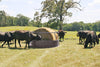 Priefert Heavy Duty Round Bale Feeders